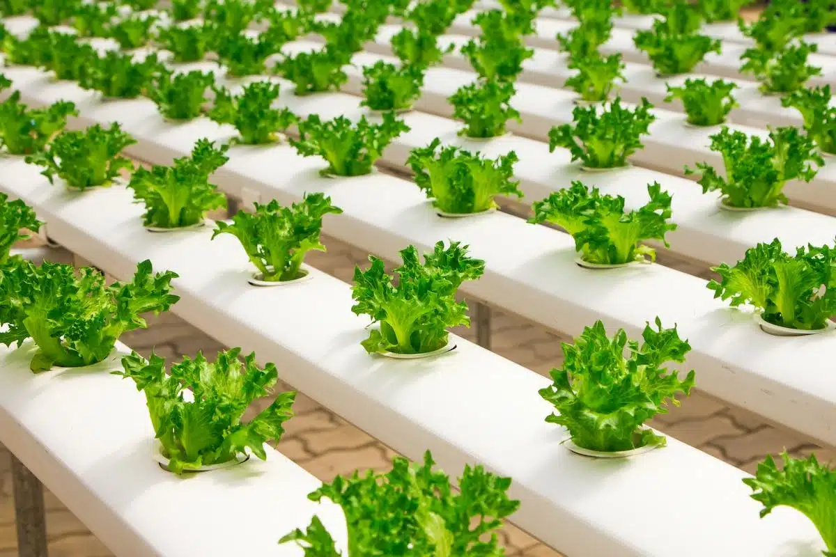agriculture biologique