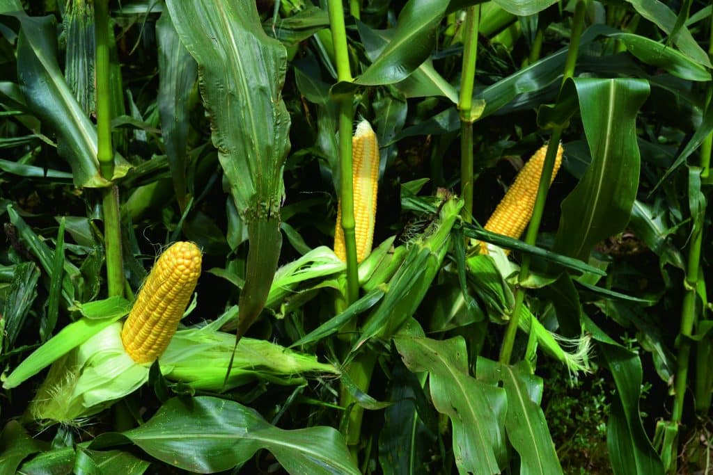 Le maïs un légume ou pas ? Explorons le débat. Monde Gourmandises